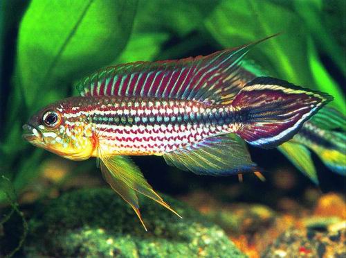 APISTOGRAMMA AGASSIZII